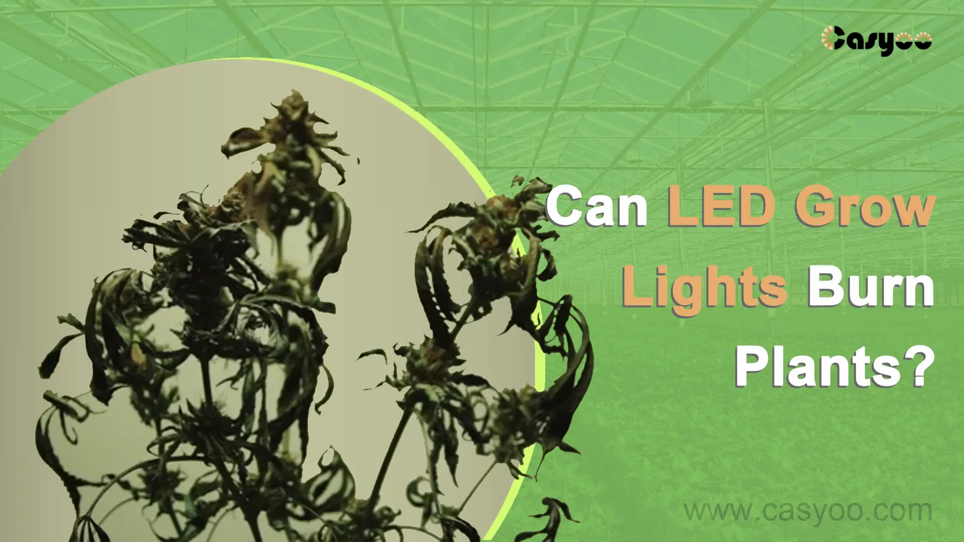 Can LED Grow Lights Burn Plants