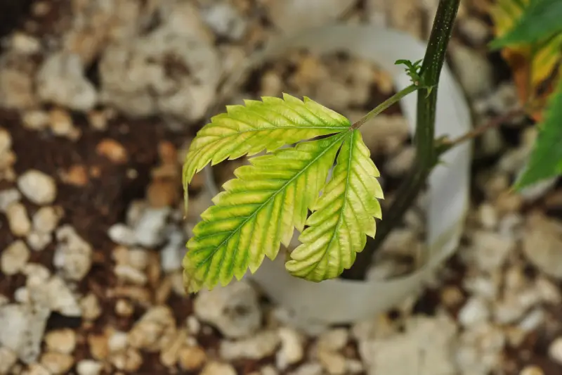 Discoloration of the Leaves