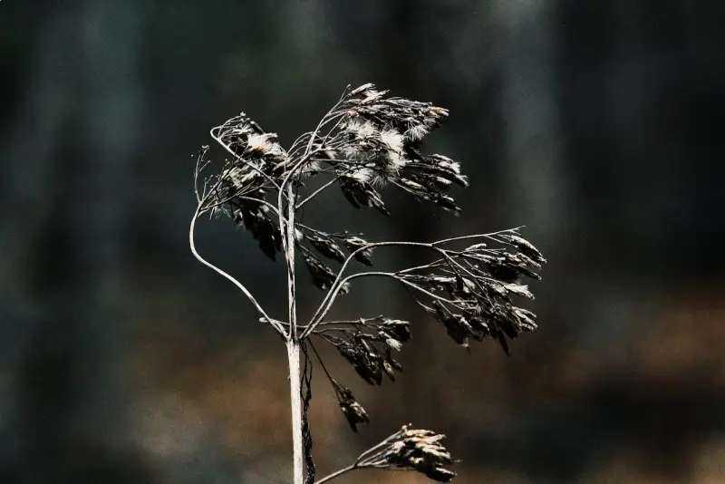 Dry Leaf