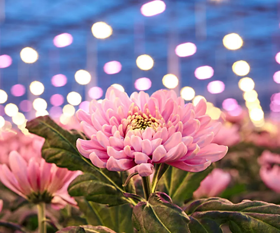 led for Floriculture