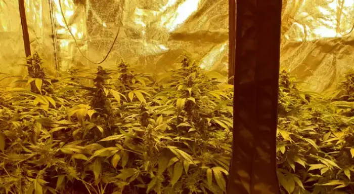 LED grow lights don’t produce heat