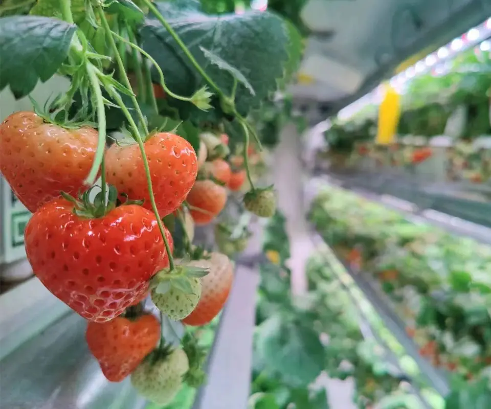 LEDs for strawberries