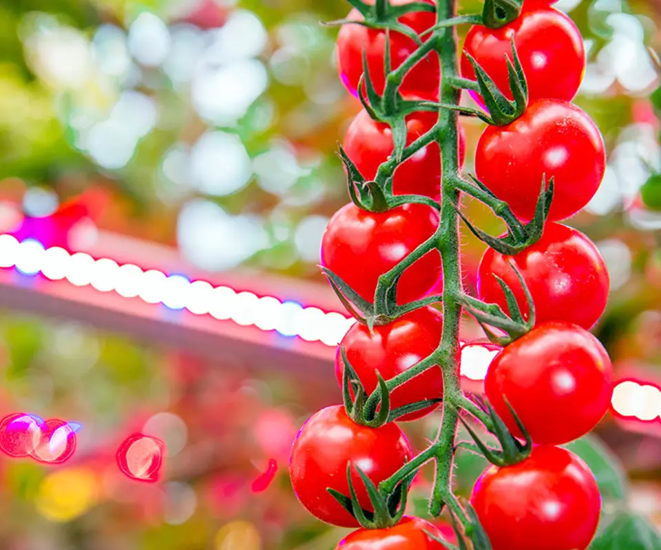 LEDs for tomatoes