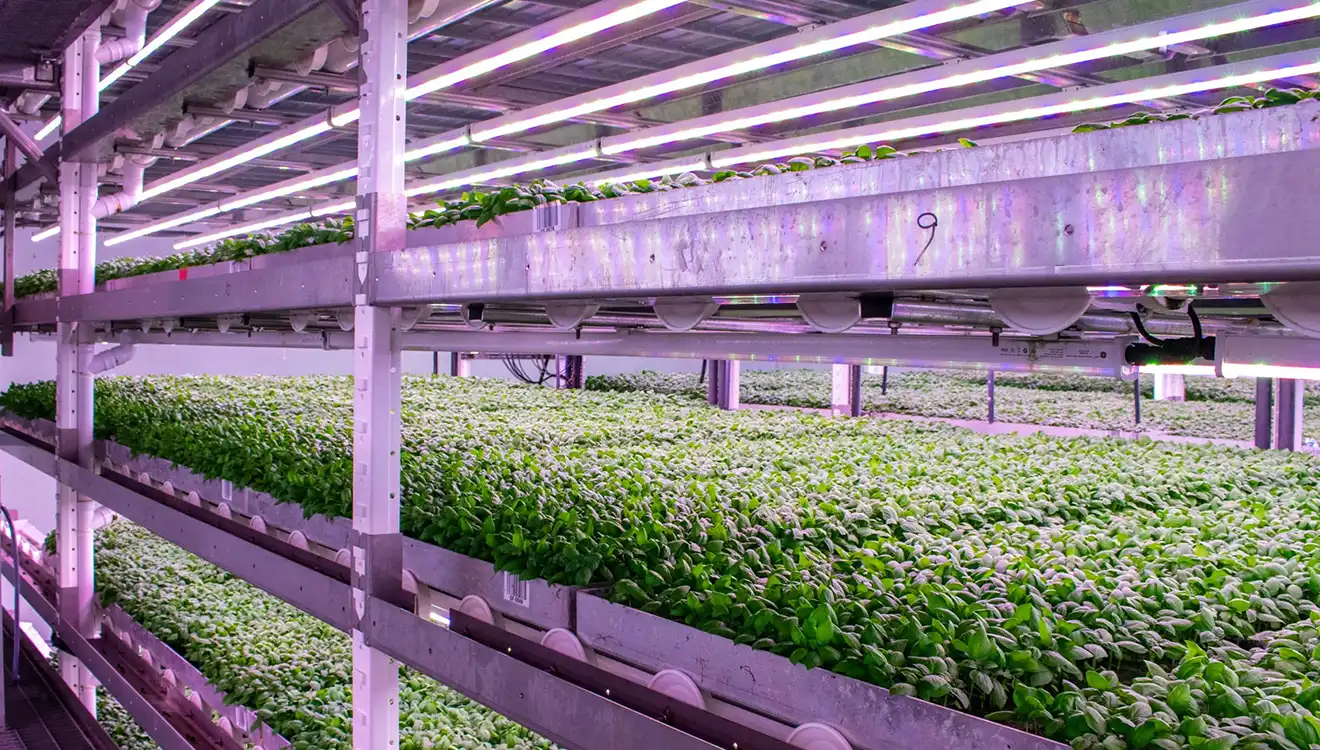 Vertical farming background