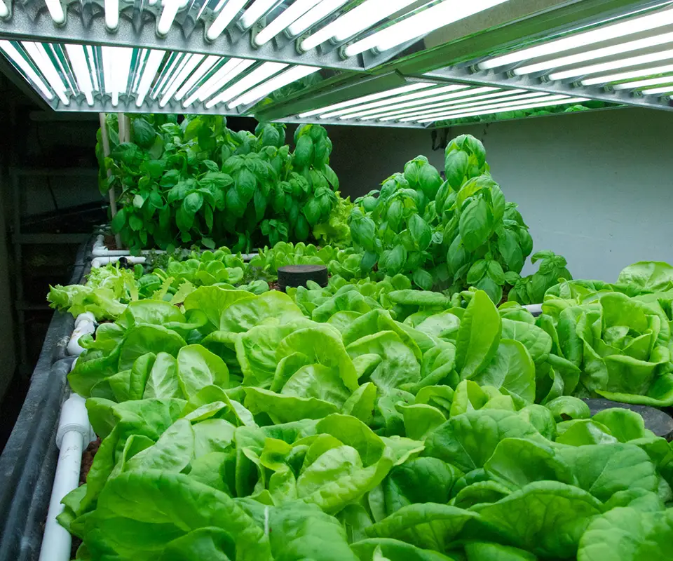 Vertical farming