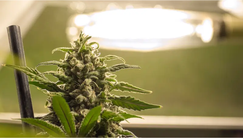 What Causes LED Grow Lights to Burn Your Plants