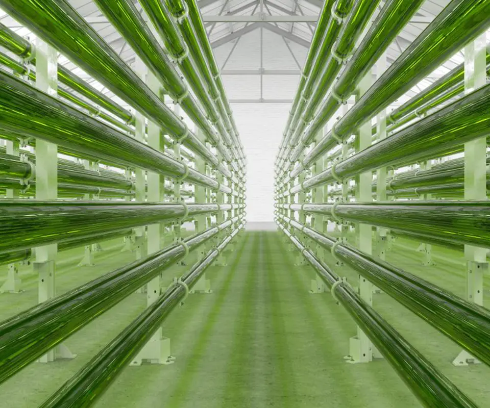 commercial algae production