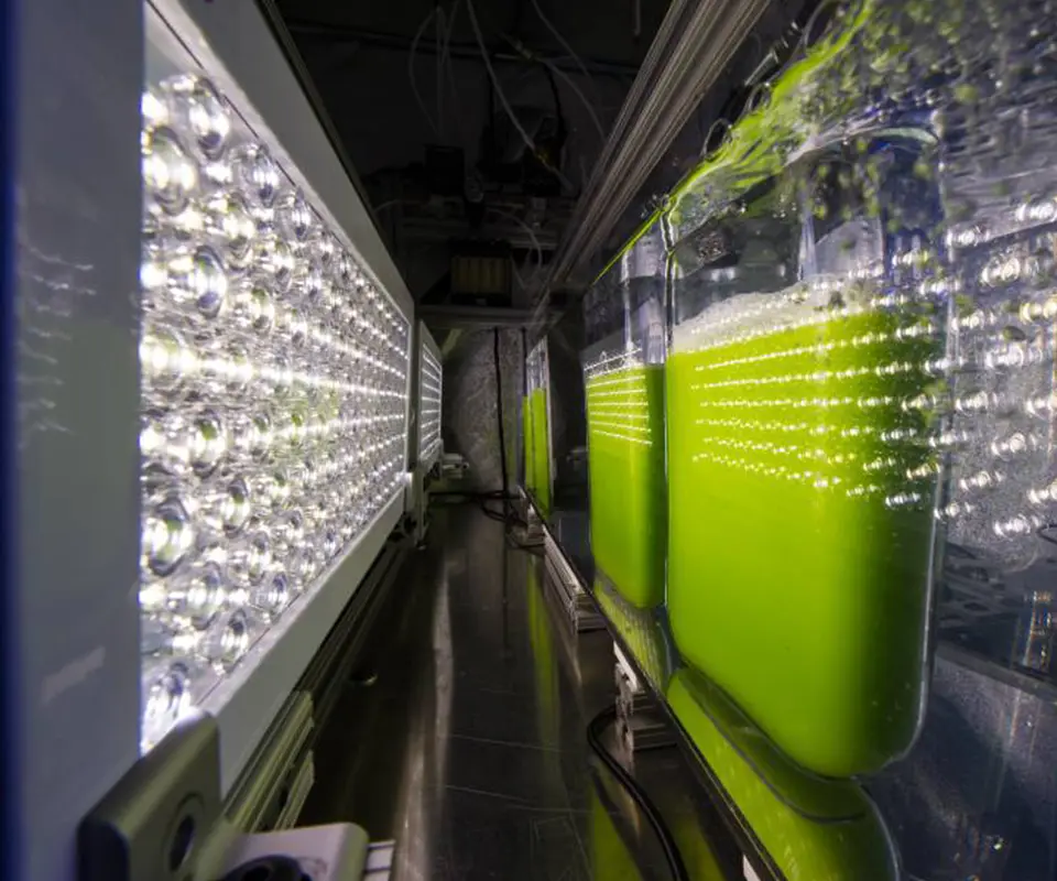 led commercial algae production