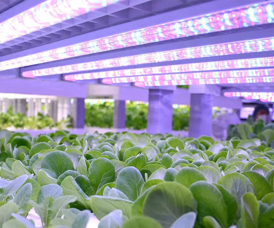 led for leafy greens