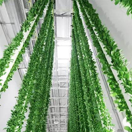 home Vertical Farming