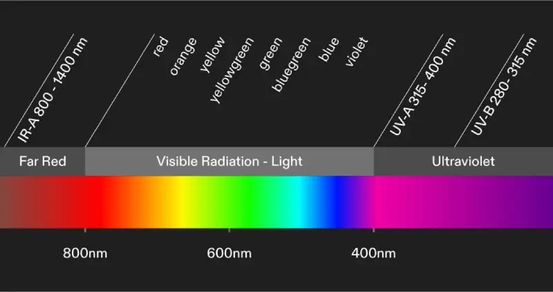 How Do Different Light Spectra Effect Plant Growth