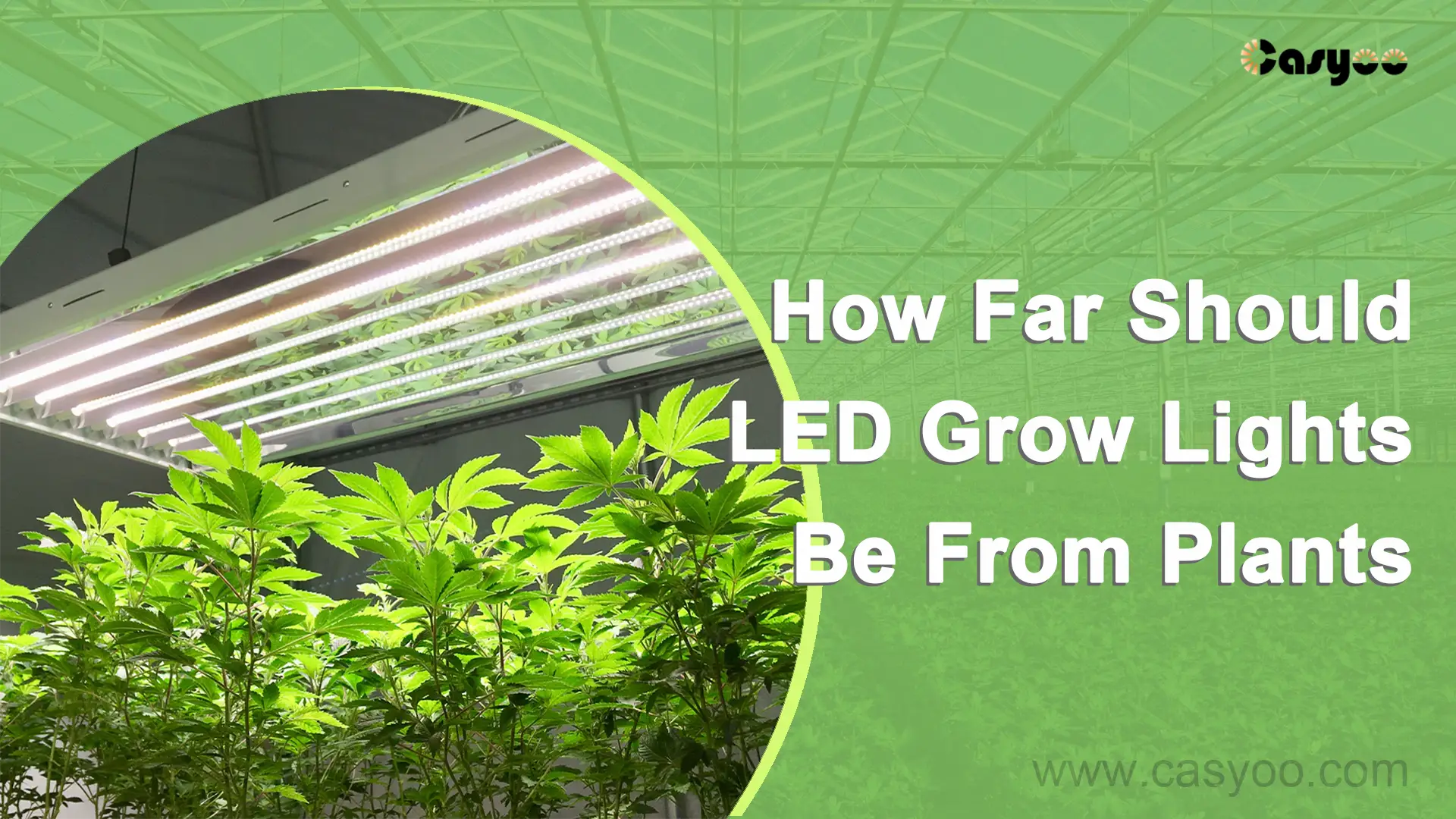 How Far Should LED Grow Lights Be From Plants Casyoo