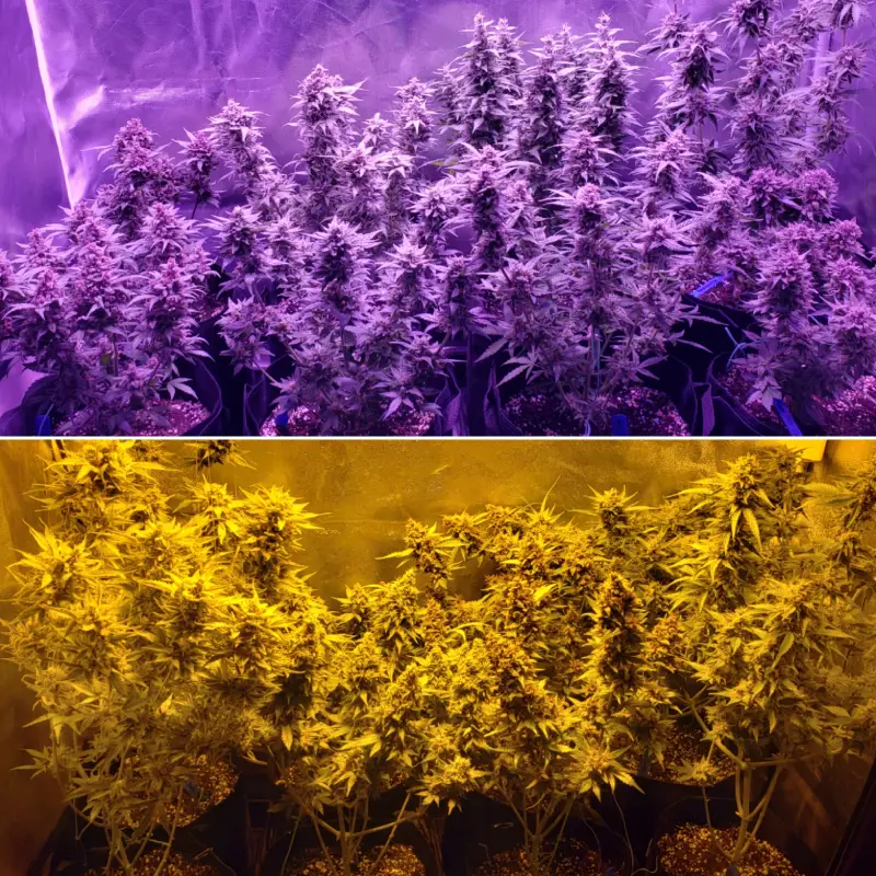 LED Grow Lights Provide Better Yields and Product Quality