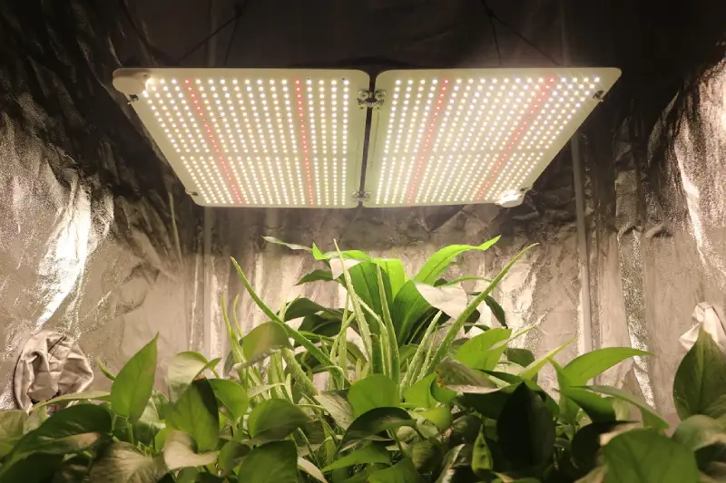 LED grow lights