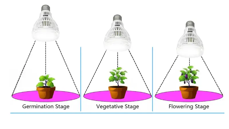 Plant Stage