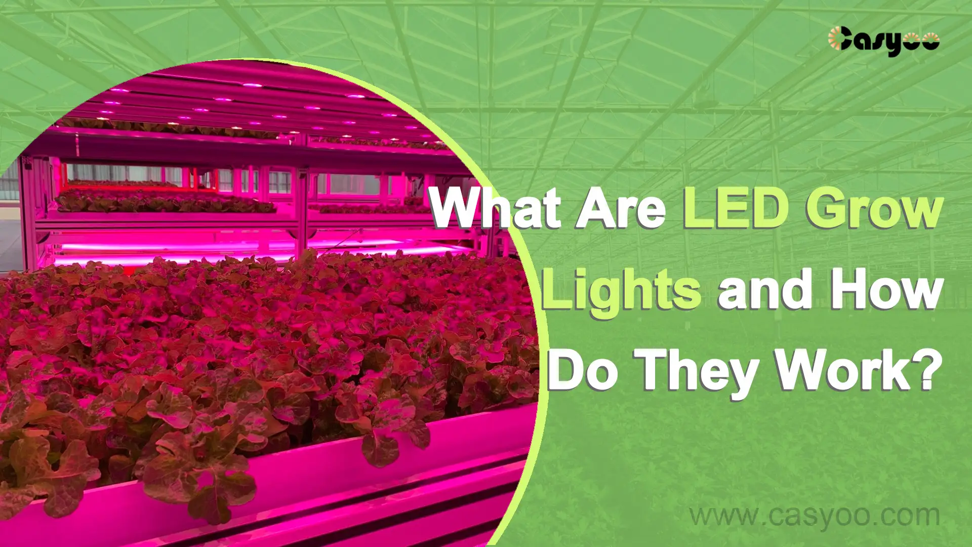 What Are LED Grow Lights and How Do They Work