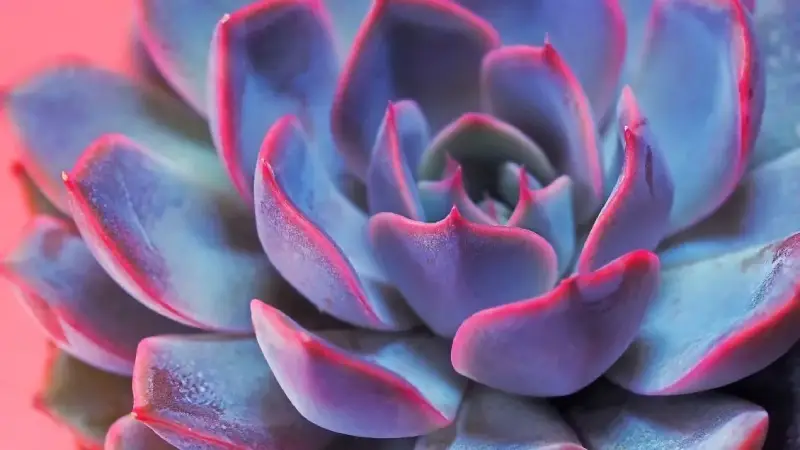 5 tips on how to care for succulents