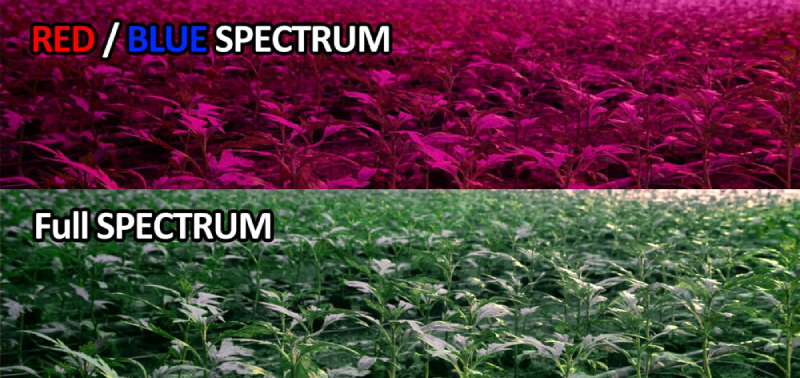 Full spectrum light VS red and blue light which one is better