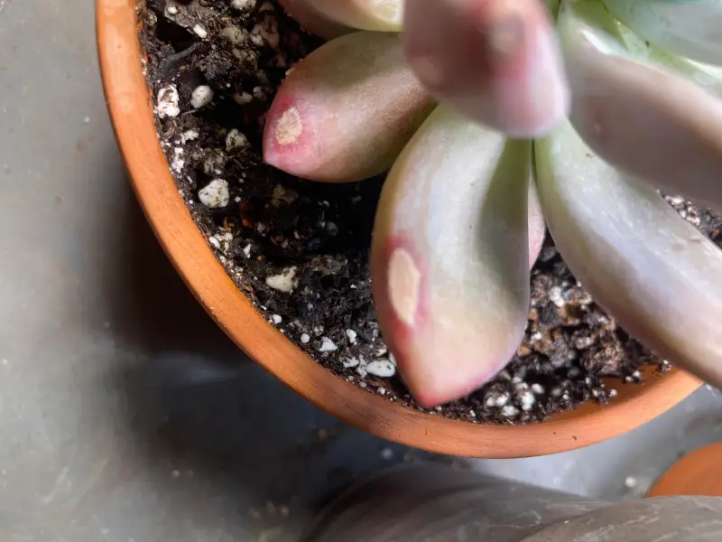 How do I know if my succulents are getting enough light