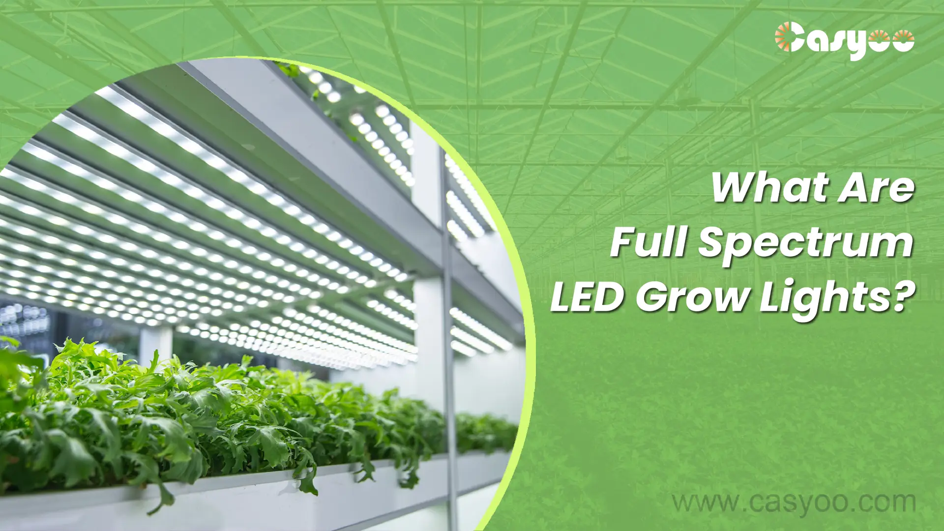 What Are Full Spectrum LED Grow Lights