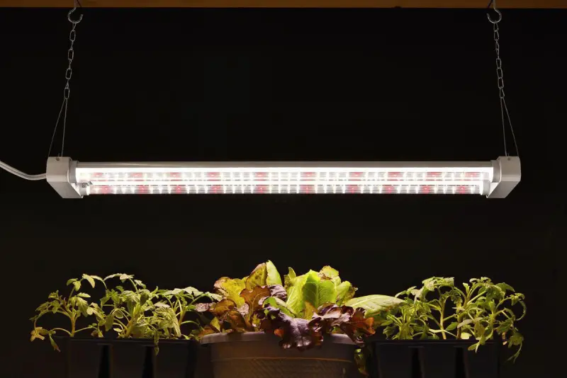 What are LED grow lights