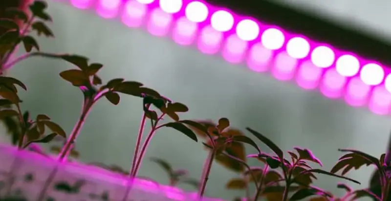 Why are some LED grow lights purple