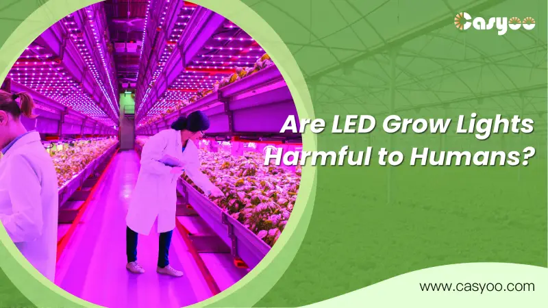 Are LED Grow Lights Harmful to Humans