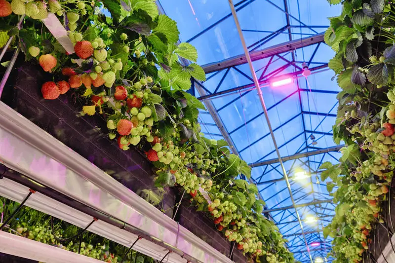 Do you need grow lights for greenhouses