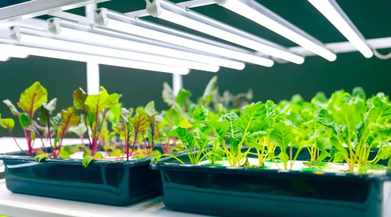 How far away should grow lights be from seedlings