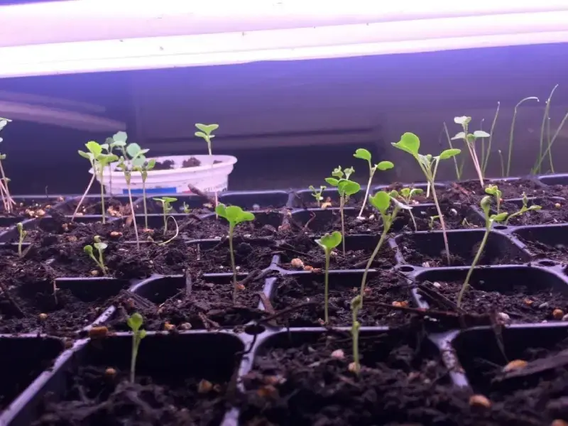 How many hours of light do seedlings need