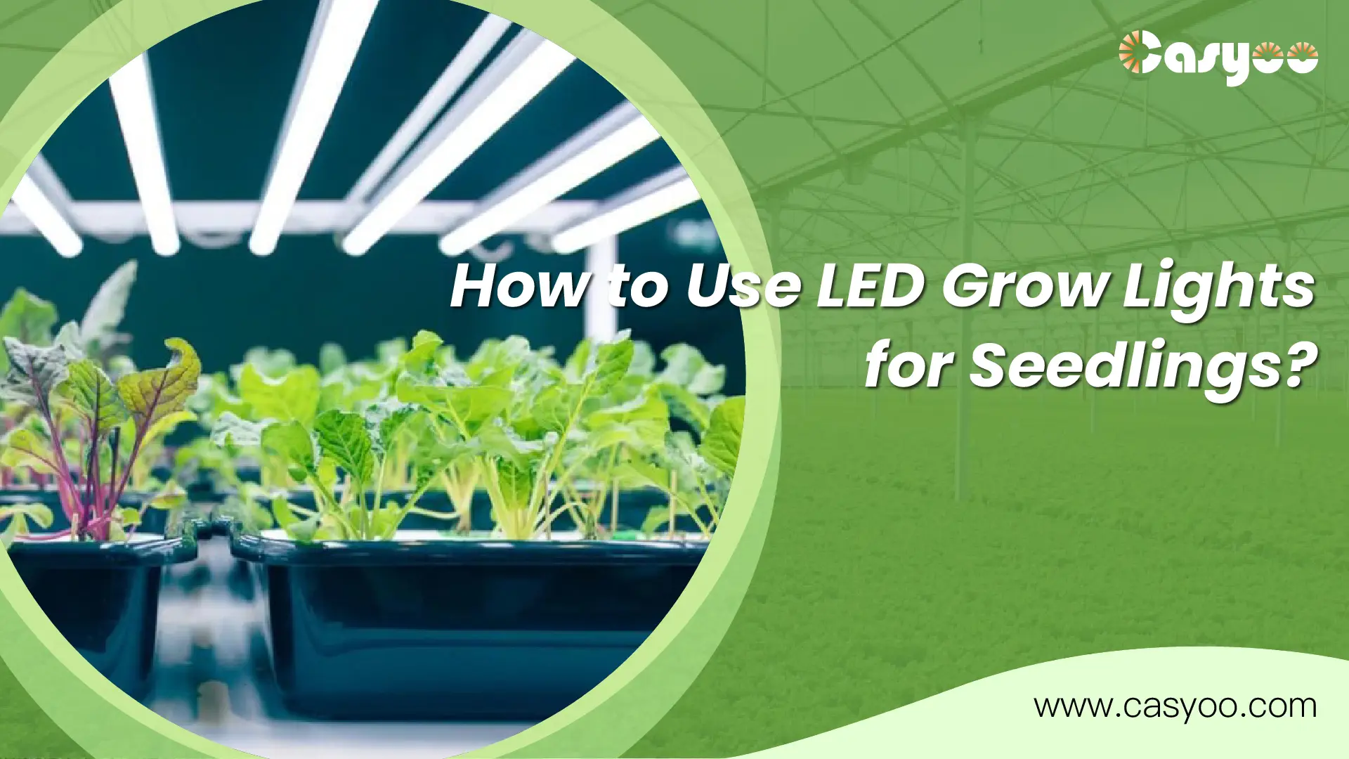 How to Use LED Grow Lights for Seedlings