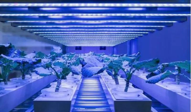 Is the blue light of grow light harmful to humans