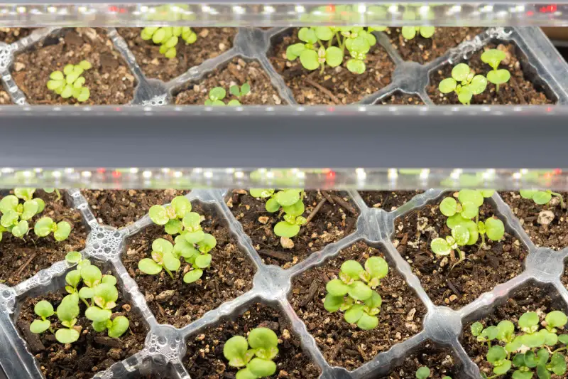 What are the benefits of placing seedlings under grow lights