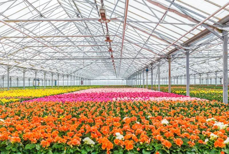 What are the benefits of using greenhouse grow lights