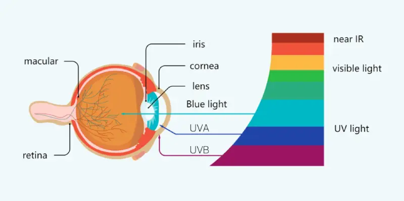 harmful effect of blue and UV light on our eyes