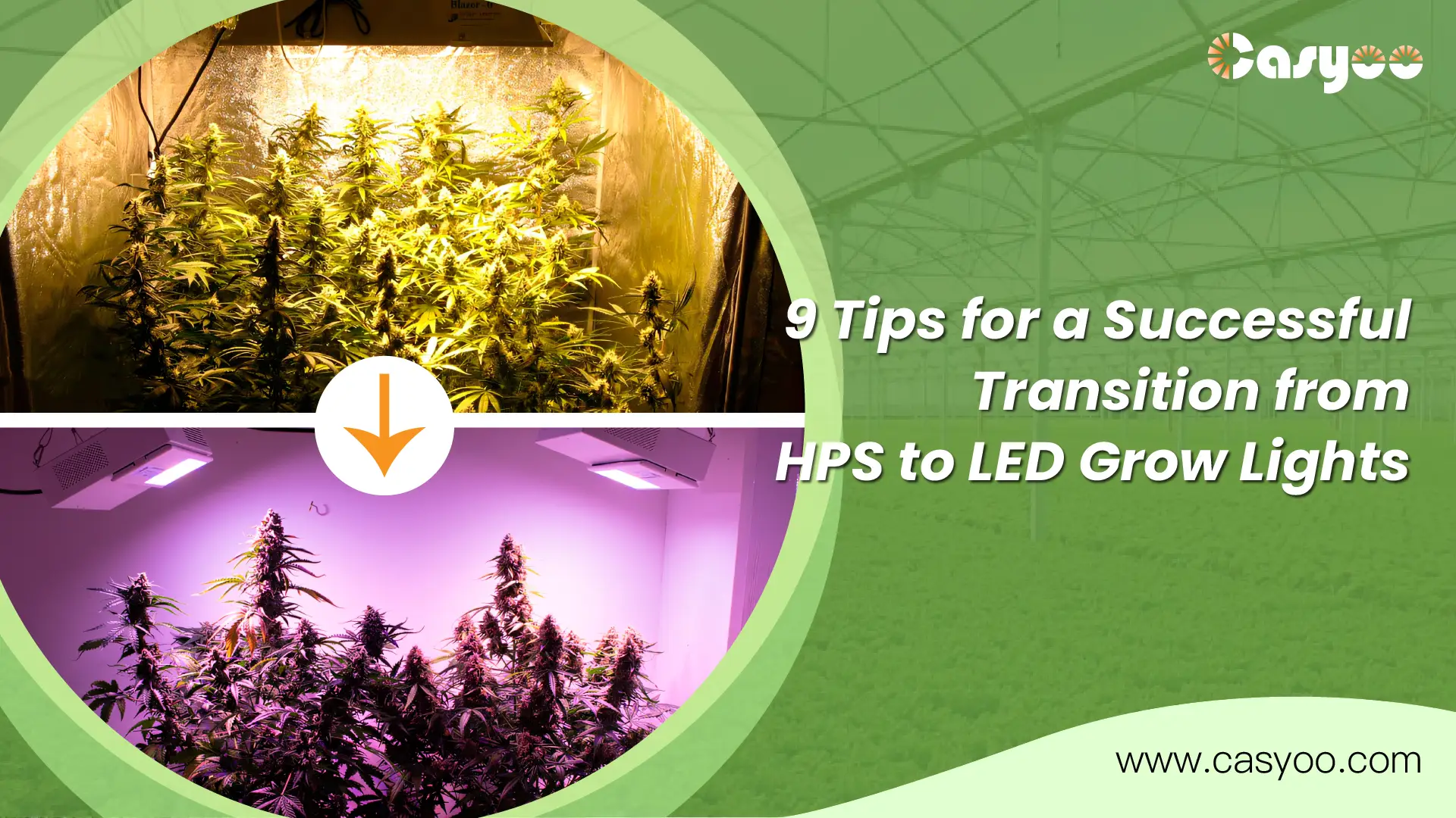 9 Tips for a Successful Transition from HPS to LED Grow Lights