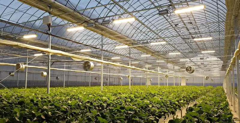 Advantages of Using LED Grow Lights