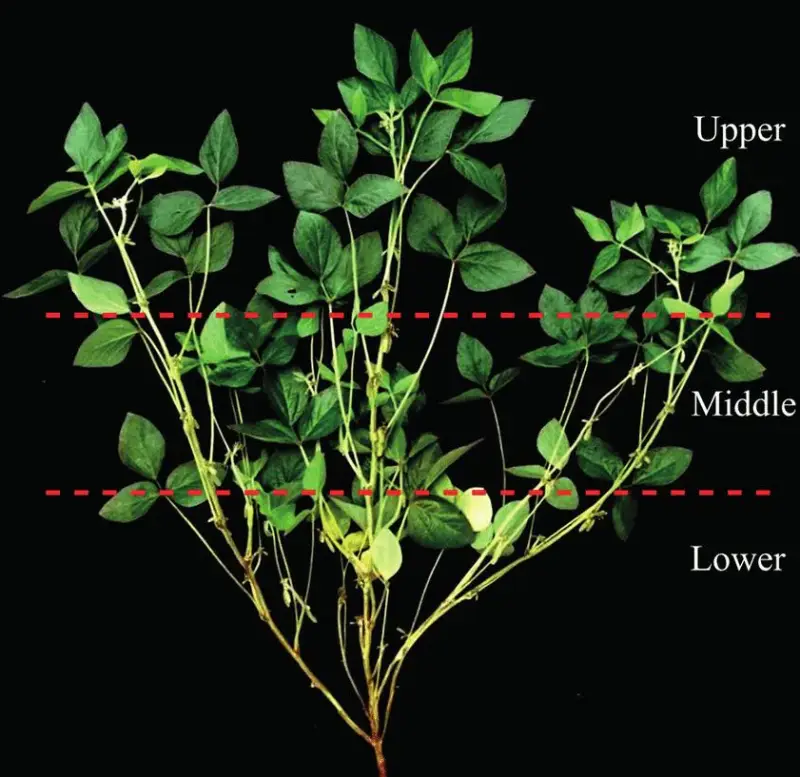 Determine Canopy Coverage