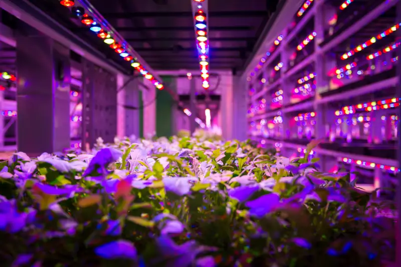 Do your plants need infrared light