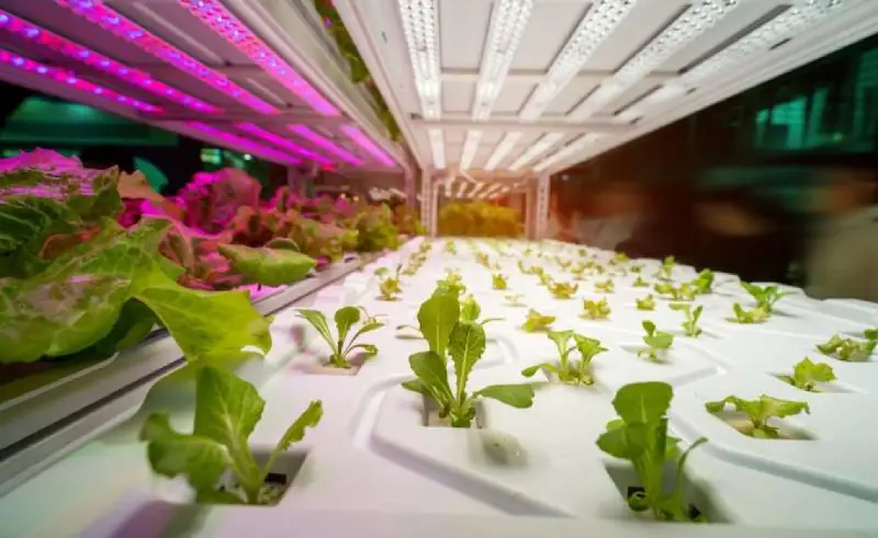 Factors to consider when choosing hydroponics grow lighting 