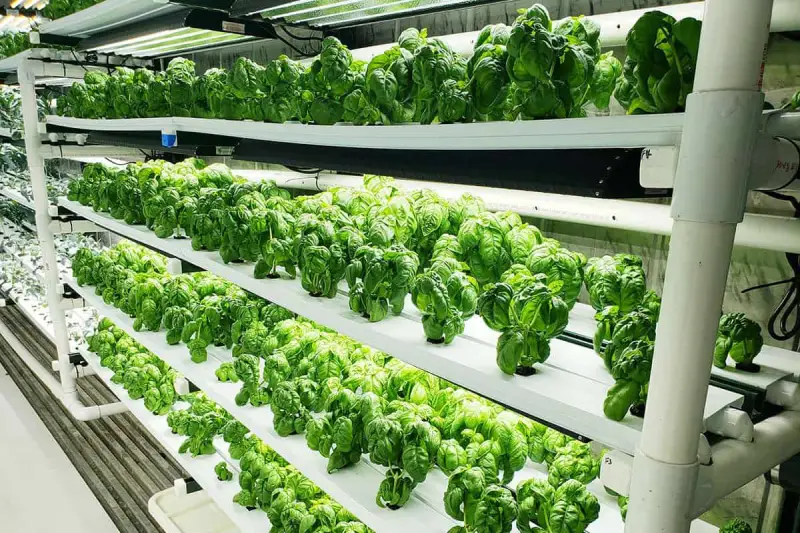 How much light do your hydroponic plants need