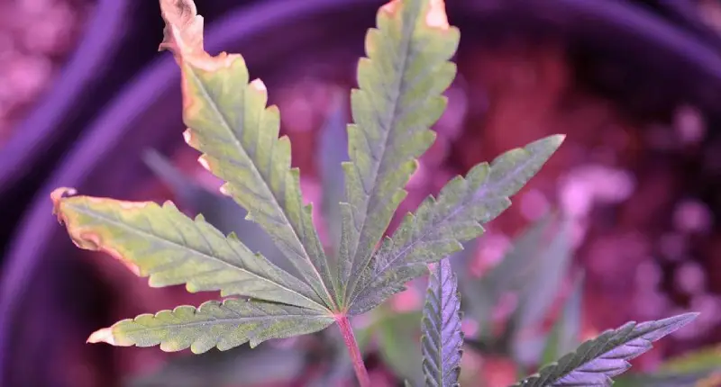 Leaving Grow Lights On 24 Hours a Day may cause leaf burn