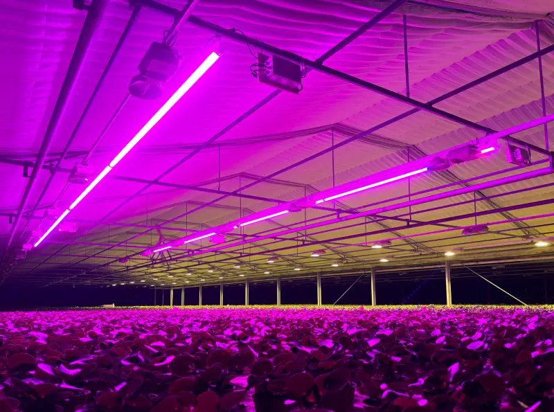 Global trends in LED grow lights