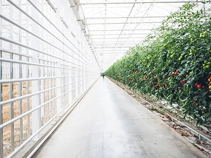 Commercial Greenhouses