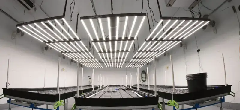 Are LED grow lights the most energy-efficient option