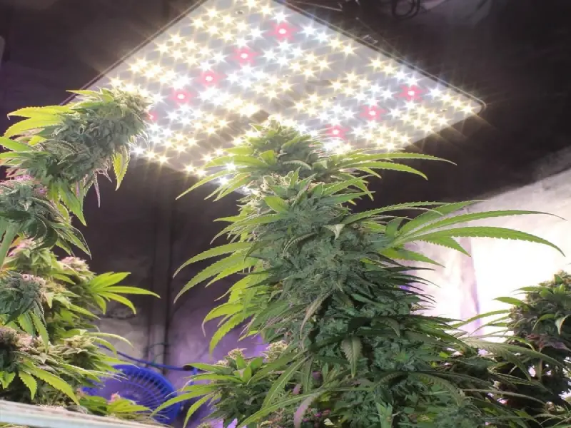 Choose a grow light