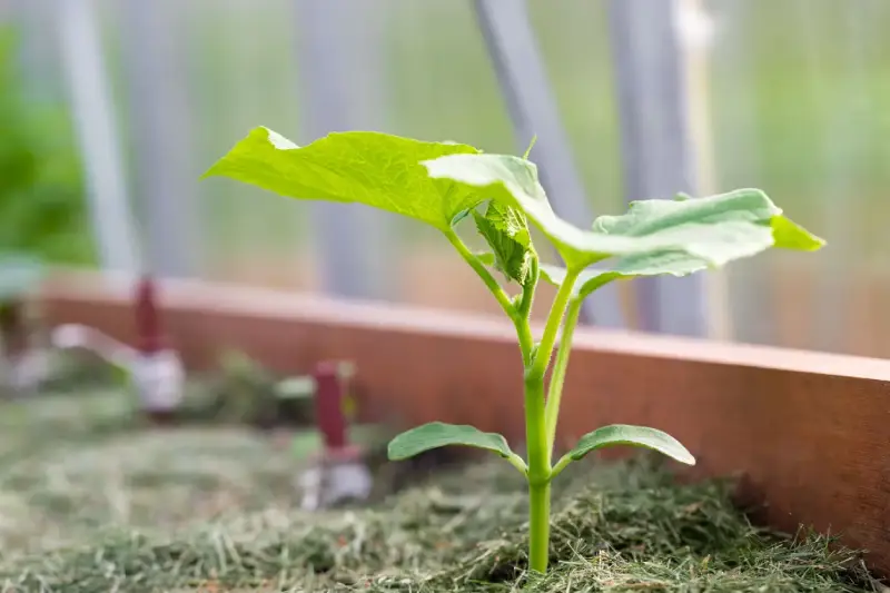 Germinating Stage