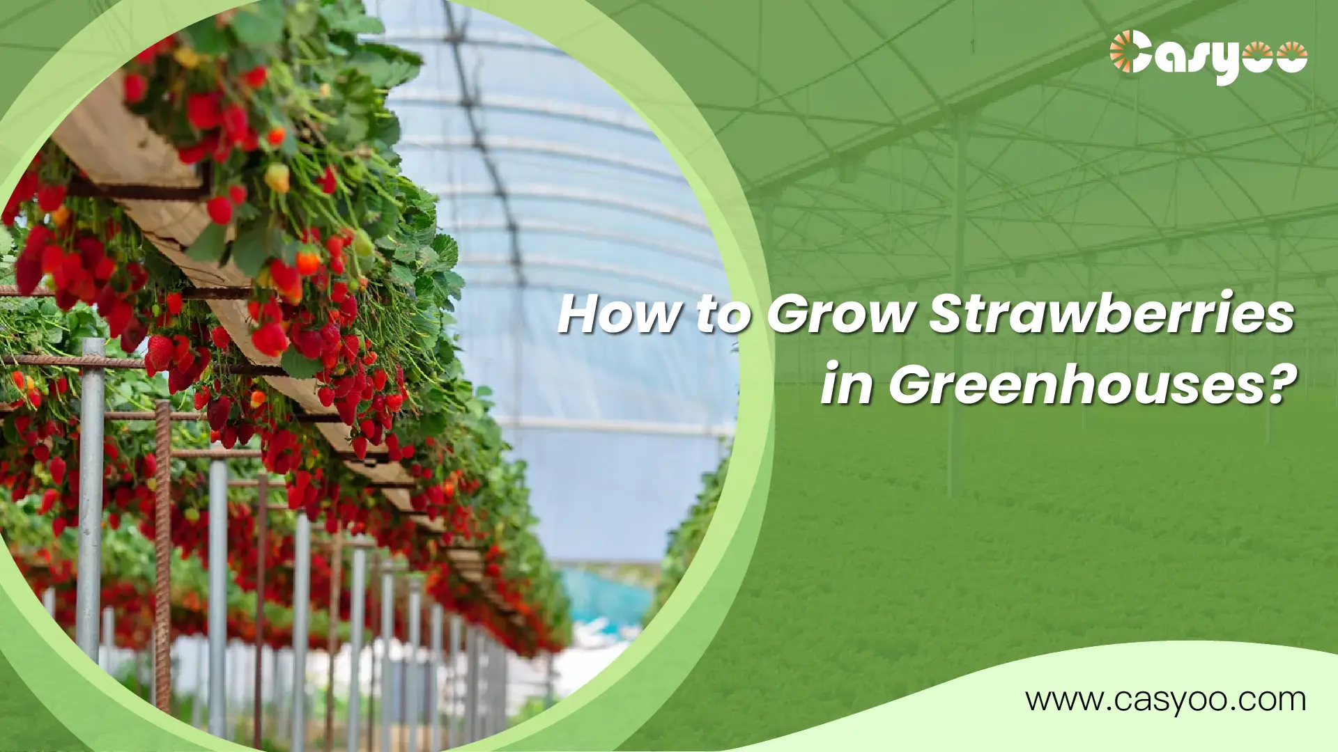 How to Grow Strawberries in Greenhouses