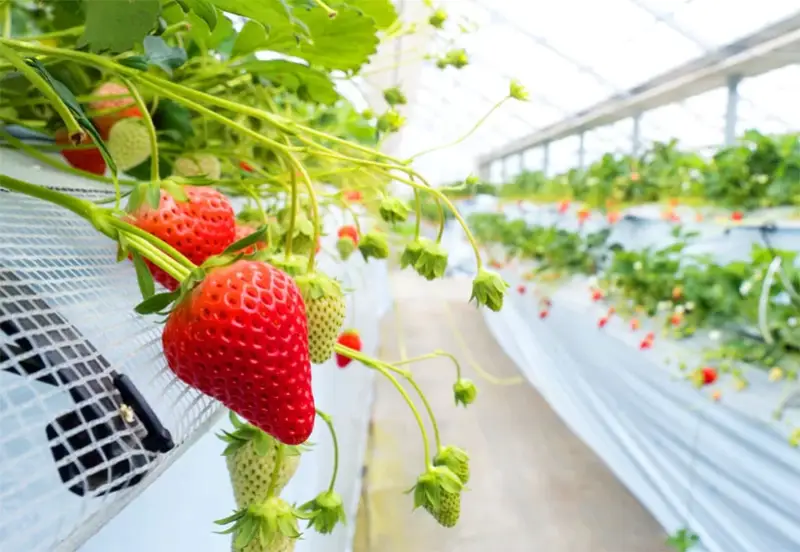 How to grow strawberries in a greenhouse