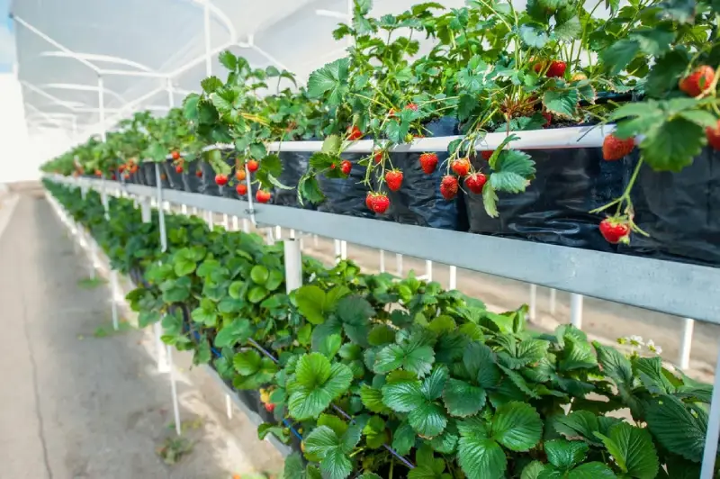 How to improve greenhouse lighting conditions